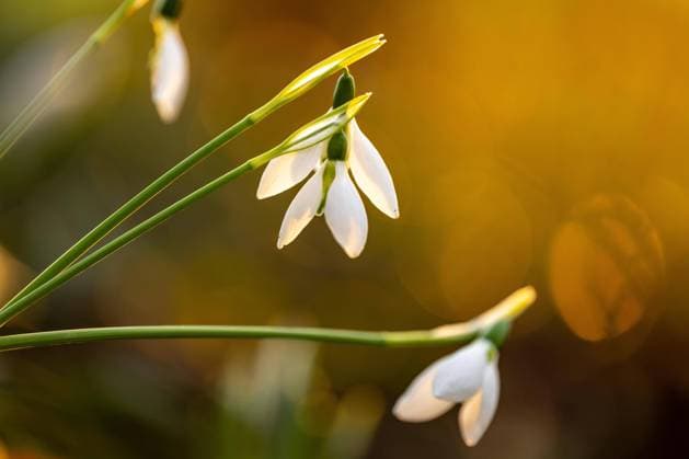  Schneeglöckchen (Galanthus), im warmen Gegenlicht der untergehenden Sonne, aufgenommen in meinem Garten, Kanton Bern, Schweiz, Europa *** Snowdrops Galanthus , at warm Gegenlicht the sinking Sun, included in my Garden, Canton Bern, Switzerland, Europe Copyright: imageBROKER/ManfredxStutz ibxstu08966602.jpg