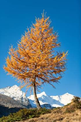 Creative Highlights World Ein Lärchenherbst nur im Hochgebirge, im Hintergrund die schneebedeckten Gletscher *** a larch autumn only at high mountains, at Background the snow-covered Glacier 1104301330