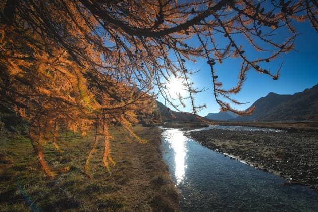 Creative Highlights World Die Sonne spiegelt sich im Fluss über den Schweizer Alpen unter einer herbstlichen Lärche *** the Sun mirrors itself at River via the Swiss Alps at a autumnal Larch 1104301408