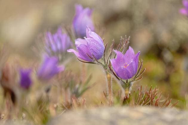  Finger-Kuhschelle (Pulsatilla patens) blüht, Yukon, Kanada, Nordamerika *** Finger Kuhschelle Pulsatilla patens blooms, Yukon, Canada, North America Copyright: imageBROKER/GerhardxKraus ibxgek08958114.jpg