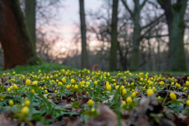  Winterlinge blühen, Rotehornpark, Magdeburg, Sachsen-Anhalt, Deutschland, Europa *** Winterlinge bloom, Rotehorn Park, Magdeburg, Saxony stop, Germany, Europe Copyright: imageBROKER/StephanxSchulz ibxssz08955721.jpg