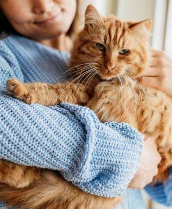 Creative Highlights Symbolbilder owner petting adorable cat owner petting adorable cat Copyright: xZoonar.com OleksandrxLatkunx 18394102 ,model released, Symbolfoto ,property released