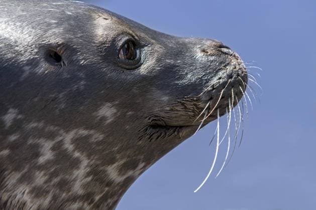 Seal Phoca vitulina , Seal, Close-up of Head with Schnurrhaaren Copyright: imageBROKER/alimdix/xArterra ibltsm08972548.jpg