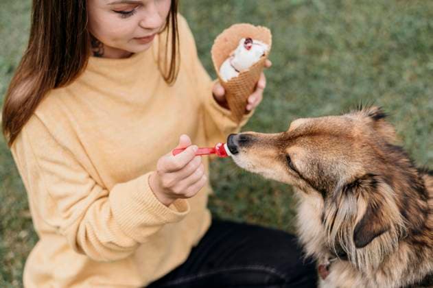 woman giving ice cream her dog woman giving ice cream her dog Copyright: xZoonar.com OleksandrxLatkunx 18447684 ,model released, Symbolfoto ,property released