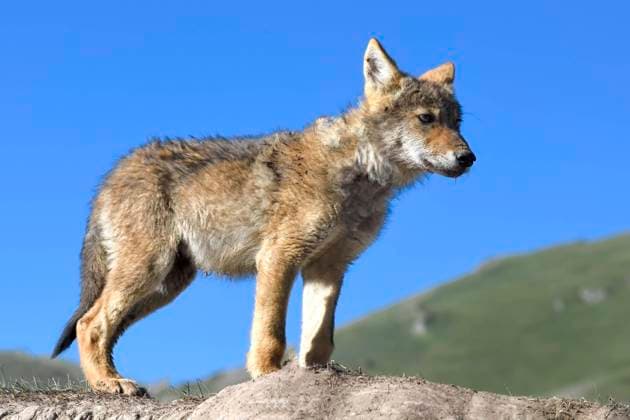 Youngster Wolf, Kol Suu Lake, Province Naryn, Kyrgyzstan Copyright: imageBROKER/G&MxTherin-Weise ibxgab08969743.jpg
