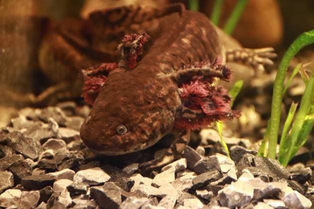 Inauguration of the Axolotl Museum January 21, 2023 in Mexico City, Mexico: Axolotl species are seen during the official opening of the Axolote museum and amphibian conservation center, inside the Chapultepec zoo. January 21, 2023 in Mexico City, Mexico. (Photo by Carlos Santiago Eyepix Group) Copyright: xCarlosxSantiagox xEyepixxGroupx CS202301215225