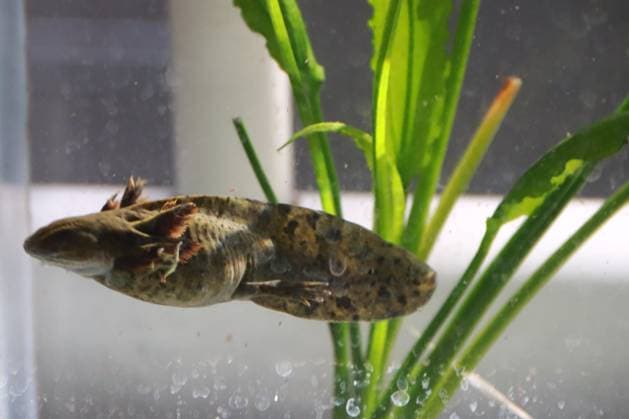 January 21, 2023 in Mexico City, Mexico: Axolotl species are seen during the official opening of the Axolote museum and amphibian conservation center, inside the Chapultepec zoo. January 21, 2023 in Mexico City, Mexico. Mexico City Mexico - ZUMAe321 20230122_zia_e321_038 Copyright: xCarlosxSantiagox