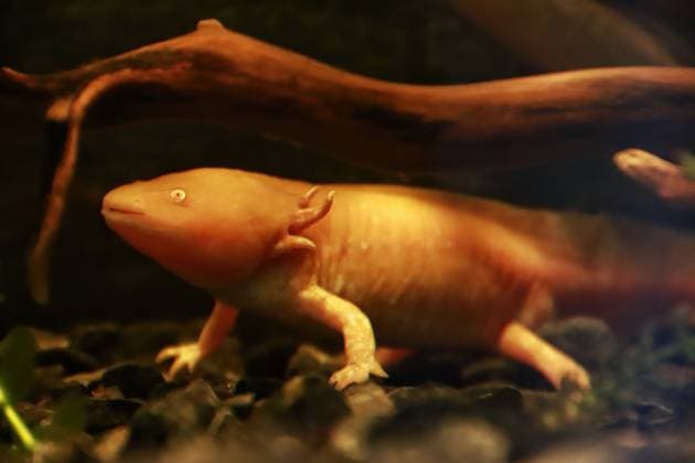 January 21, 2023 in Mexico City, Mexico: Axolotl species are seen during the official opening of the Axolote museum and amphibian conservation center, inside the Chapultepec zoo. January 21, 2023 in Mexico City, Mexico. Mexico City Mexico - ZUMAe321 20230122_zia_e321_039 Copyright: xCarlosxSantiagox