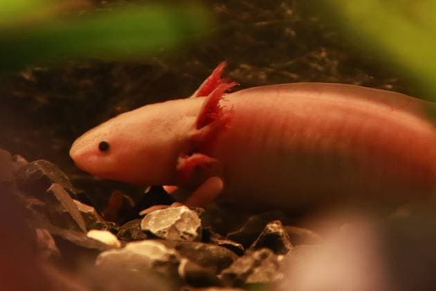 January 21, 2023 in Mexico City, Mexico: Axolotl species are seen during the official opening of the Axolote museum and amphibian conservation center, inside the Chapultepec zoo. January 21, 2023 in Mexico City, Mexico. Mexico City Mexico - ZUMAe321 20230122_zia_e321_042 Copyright: xCarlosxSantiagox