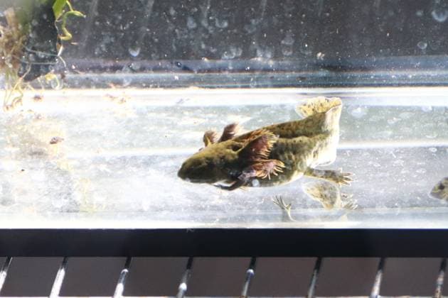January 21, 2023 in Mexico City, Mexico: Axolotl species are seen during the official opening of the Axolote museum and amphibian conservation center, inside the Chapultepec zoo. January 21, 2023 in Mexico City, Mexico. Mexico City Mexico - ZUMAe321 20230122_zia_e321_044 Copyright: xCarlosxSantiagox