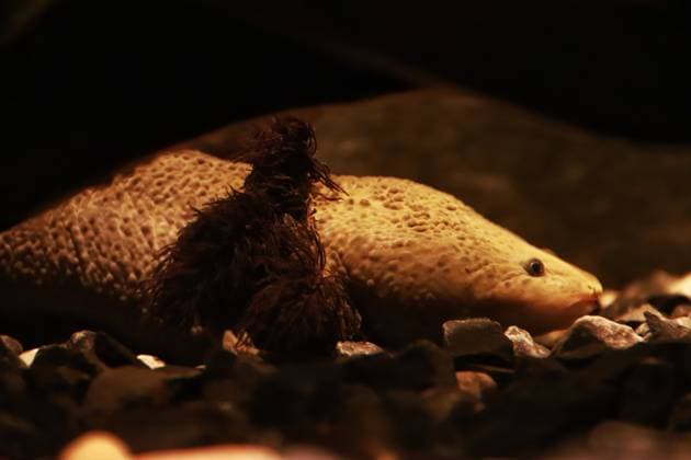 January 21, 2023 in Mexico City, Mexico: Axolotl species are seen during the official opening of the Axolote museum and amphibian conservation center, inside the Chapultepec zoo. January 21, 2023 in Mexico City, Mexico. Mexico City Mexico - ZUMAe321 20230122_zia_e321_045 Copyright: xCarlosxSantiagox