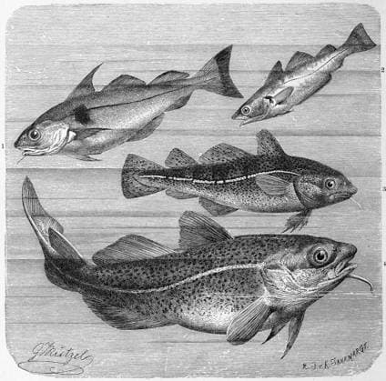 Fisch, 1. Schellfisch, Melanogrammus aeglefinus, auch Aiglefin oder Aigrefin, Gadus aeglefinus, 2. Wittling, auch Merlan, Weißling oder Gadden, Gadus merlangus, 3. Dorsch, 4. Atlantischer Kabeljau oder Dorsch, Gadus morhua, Historisch, digital restaurierte Reproduktion von einer Vorlage aus dem 19. Jahrhundert