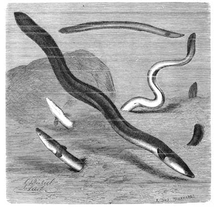 Fisch, Europäischer Aal, Anguilla anguilla, Historisch, digital restaurierte Reproduktion von einer Vorlage aus dem 19. Jahrhundert