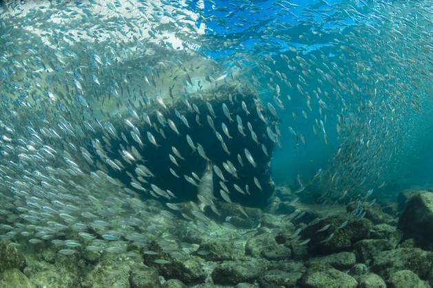 Creative Highlights World Shoal of tiny fish swimming in spiral over stony bottom in blue sea water ArturoVigil_ID12486_378909_002 Copyright: xArturoxVigilx Model Released