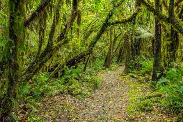 New Zealand, South Island, Footpath through lush green temperate rainforest near Fox Glacier village, RUEF03896
