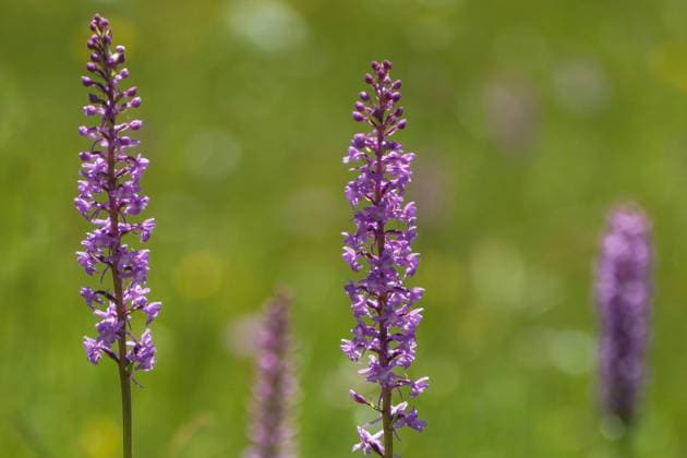 Muecken-Haendelwurz, Mueckenhaendelwurz, Langsporn-Haendelwurz, Langspornhaendelwurz, Fliegen-Haendelwurz, Fliegenhaendelwurz, Grosse Haendelwurz (Gymnadenia conopsea), bluehend in einer Wiese, Deutschland, Bayern, Murnauer Moos Fragrant orchid (Gymnadenia conopsea), blooming in a meadow, Germany, Bavaria, Murnauer Moos BLWS678523 *** Midgets orchid, mosquito orchid, Long spur orchid, longhaired orchid, fly orchid, fly orchid, Great Haendelwurz Gymnadenia conopsea , blooming in a Meadow, Germany, Bavaria, Murnauer Moss Fragrant Orchid Gymnadenia conopsea , blooming in a meadow, Germany, Bavaria, Murnauer Moss BLWS678523 Copyright: xblickwinkel S.xDerderx