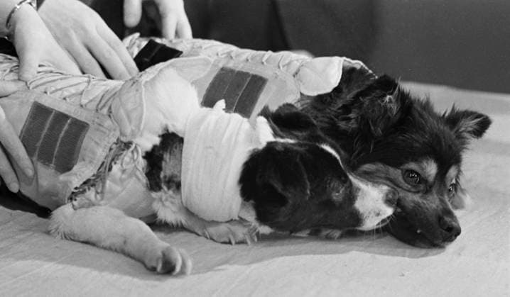 Moscow, USSR. March 17, 1966. Soviet space dogs Veterok (L) and Ugolyok are being shown at a Central Television studio after 22 days of flight on Kosmos-110 spacecraft. Vasily Yegorov TASS  18683456