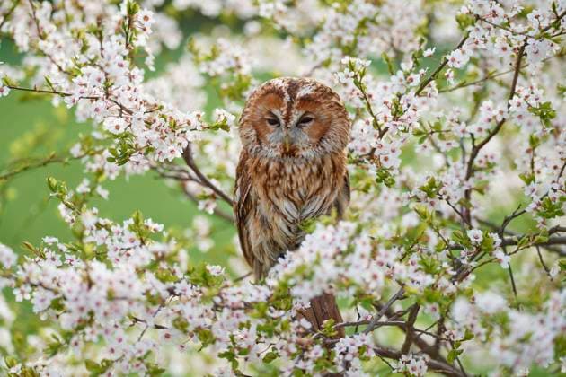  Waldkauz (Strix aluco), adult, sitzt in blühender Schlehenhecke im Frühling *** Tawny Owl Strix aluco , adults sits in Blühender Blackthorn hedge at Spring Copyright: imageBROKER/RaimundxLinke ibxrde08991667.jpg
