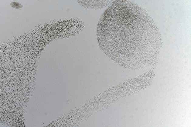 Creative Highlights World RECORD DATE NOT STATED Rome. Flight of starlings in the Eur sky. 1007_38_MF291222-04