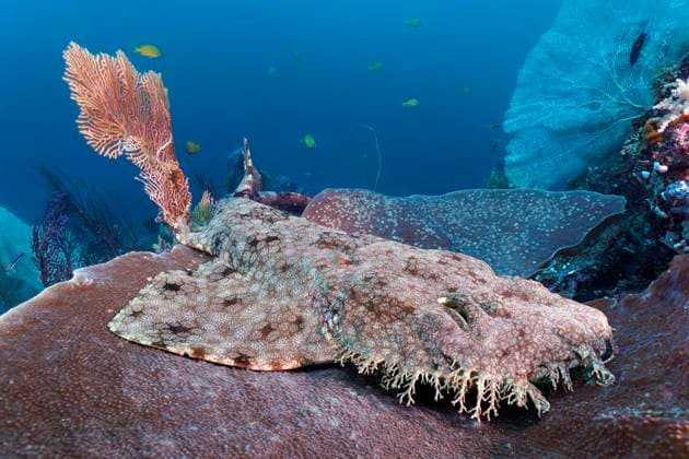  Fransenteppichhai (Eucrossorhinus dasypogon), auch Wobbegong liegt auf Plattform Koralle (Coscinarea macneilli) Pazifik, Great Barrier Reef, Unesco Weltnatuerbe, Australien, Ozeanien *** Fransenteppichhai Eucrossorhinus dasypogon , also Wobbegong is at Platform Coral coscinarea macneilli Pacific, Great Barrier reef, Unesco world heritage, Australia, Oceania Copyright: imageBROKER/NorbertxProbst iblnpr08998253.jpg