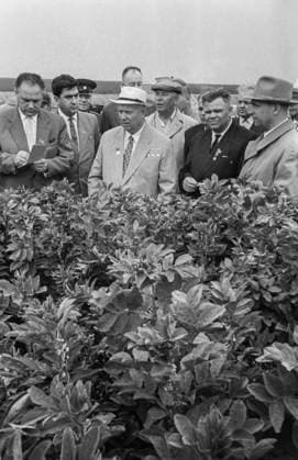 Kursk Region, USSR. First Secretary of the CPSU Central Committee, Chairman of the Council of Ministers of the USSR Nikita Khrushchev (C front), Chairman of the Council of Ministers of the RSFSR Dmitry Polyansky (R front) and First Secretary of the Central Committee of the Communist Party of Ukraine Nikolai Podgorny (C back) visit fields of the kolkhoz (collective farm) at the village of Kalinovka in Khomutovka District. Vasily Yegorov, Oleg Sizov TASS  32428865