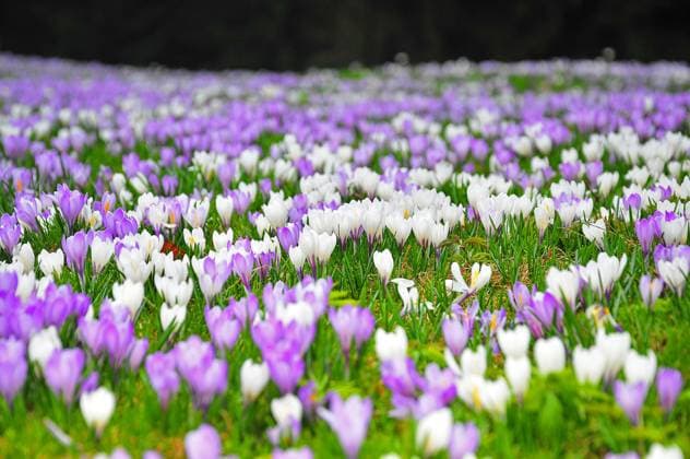  Krokus (Crocus) *** Crocus Crocus Copyright: imageBROKER/alimdix/xReinholdxRatzer iblohh08989414.jpg