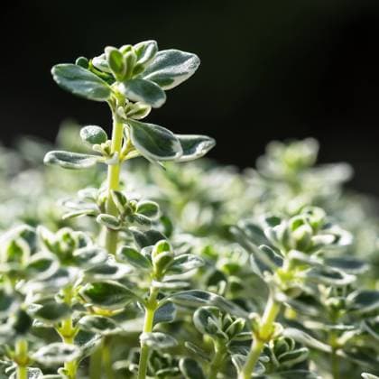 Nahaufnahme der Blätter des Zitronen-Thymians, Thymus citriodorus Nahaufnahme der Blätter des Zitronen-Thymians, Thymus citriodorus Close-up of the spotted leaves of lemon thyme, Thymus citriodorus Copyright: xZoonar.com KatrinxMayx 10675719