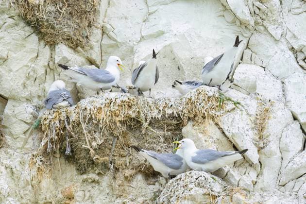 Black legged Kittiwakes in their nests on a cliff in northern France, cloudy day in summer