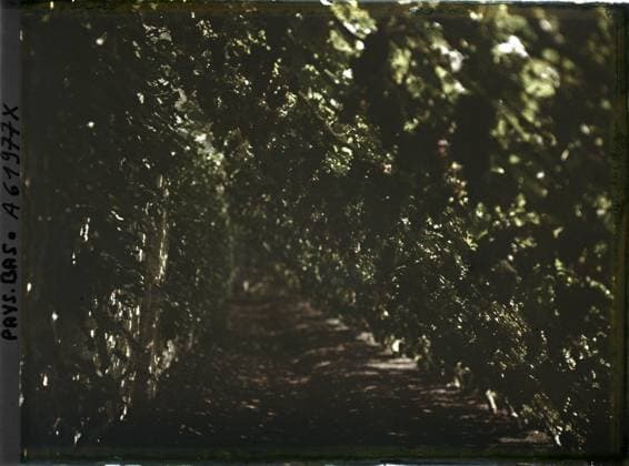 RECORD DATE NOT STATED The Hague, the Netherlands the entrance to the garden of Mr. Loudon (vines?) , 1929 - Netherlands - StÃ phane Passet - (August 17-31) (French - ï»¿La Haye , Pays-Bas L entrÃ e du jardin de Monsieur Loudon ( vignes ? )). Political figure, home, park , garden, vine, vegetation , botany, Personality, Habitat , Architecture, Nature , Environment, Holland, The Hague, entrance to the garden of Mr Loudon Copyright: xpiemagsx AKahnlpie020223-17775 !ACHTUNG AUFNAHMEDATUM GESCHÄTZT!