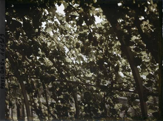 RECORD DATE NOT STATED The Hague, the Netherlands , 1929 - Netherlands - StÃ phane Passet - (August 17-31) (French - ï»¿La Haye , Pays-Bas). Political figure, home, park , garden, vine, vegetation , botany, Personality, Habitat , Architecture, Nature , Environment, Hollande, The Hague, forced vineyard in Mr. London s greenhouse Copyright: xpiemagsx AKahnlpie020223-17813 !ACHTUNG AUFNAHMEDATUM GESCHÄTZT!
