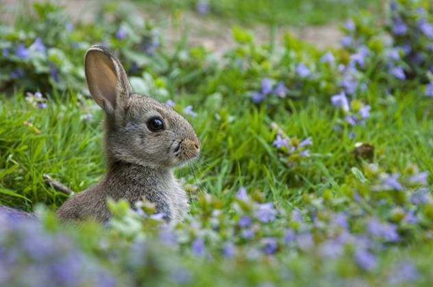 Wildkaninchen (Oryctolagus cuniculus), das aus dem Höhleneingang auf einer Wiese mit Wildblumen im Frühling auftaucht *** Wild Rabbit Oryctolagus cuniculus , the from the Cave entrance at a Meadow with Wild flowers at Spring shows up Copyright: imageBROKER alimdix xArterra ibxtsm08799721.jpg