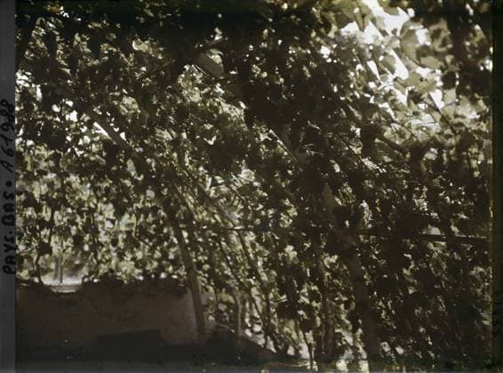 RECORD DATE NOT STATED The Hague, the Netherlands , 1929 - Netherlands - StÃ phane Passet - (August 17-31) (French - ï»¿La Haye , Pays-Bas). Political figure, home, park , garden, vine, vegetation , botany, Personality, Habitat , Architecture, Nature , Environment, Hollande, The Hague, forced vineyard in Mr. Loudon s greenhouse Copyright: xpiemagsx AKahnlpie020223-17808 !ACHTUNG AUFNAHMEDATUM GESCHÄTZT!