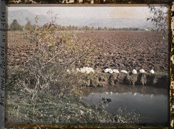 RECORD DATE NOT STATED Surroundings of Sarajevo, Bosnia and Herzegovina Ducks sleeping , 1912 - Balkans, Italy - Jean Brunhes and Auguste LÃ on - (October 13 - 27) (French - ï»¿Environs de Sarajevo , Bosnie-HerzÃ govine Canards dormant). Landscape, agriculture , breeding, represented animal , fantastic animal, river, field, Nature , environment, economic activity, animal, Bosnia, Sarajevo, sleeping ducks Copyright: xpiemagsx AKahnlpie020223-6353 !ACHTUNG AUFNAHMEDATUM GESCHÄTZT!