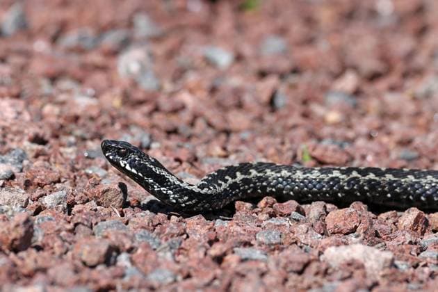 Kreuzotter, Kreuz-Otter (Vipera berus), kriecht ueber einen Weg, Finnland, Aland Adder, common viper, common European viper, common viper (Vipera berus), creeping on a path, Finland, Aland BLWS679715 *** adder, Cross Otter Vipera Berus , crawls Via a Path, Finland, Aland adder, Common viper, Common European viper, Common Viper Vipera Berus , creeping ON a path, Finland, Aland BLWS679715 Copyright: xblickwinkel M.xWoikex