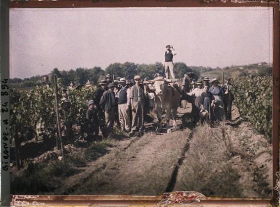 RECORD DATE NOT STATED Saint-Emilion, France Harvesting in the vineyards of ChÃ¢teau Pavie , 1920-1921 - Charente, Gironde, Basse -PyrÃ nÃ es, Hautes PyrÃ nÃ es - Fernand Cuville (French - ï»¿Saint-Emilion , France Vendangeurs dans les vignobles du ChÃ¢teau Pavie). Woman, real animal, agriculture , breeding, work scene, group portrait, team, peasant, wine, vine, man, Human beings, animal, economic activity, daily life, France, Sauvannes, ChÃ¢teau Pavie: the basttes are sometimes in the press by a hitch (ordinary a single beef) Copyright: xpiemagsx AKahnlpie020223-21837 !ACHTUNG AUFNAHMEDATUM GESCHÄTZT!