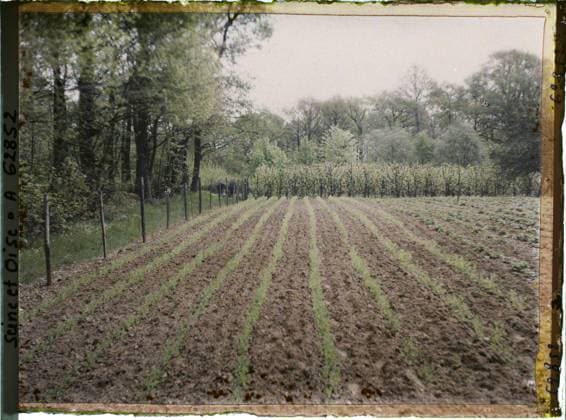 RECORD DATE NOT STATED Marly-le-Roi, France , 1930 - Ile -de -France - StÃ phane Passet - (June 28 -July 8) (French - ï»¿Marly-le-Roi , France). Agriculture , breeding, fence, vegetation , botany, vegetable patch, Economic activity, nature , environment, Seine et Oise, Marly-Le Roy, culture of pea Copyright: xpiemagsx AKahnlpie020223-22193 !ACHTUNG AUFNAHMEDATUM GESCHÄTZT!