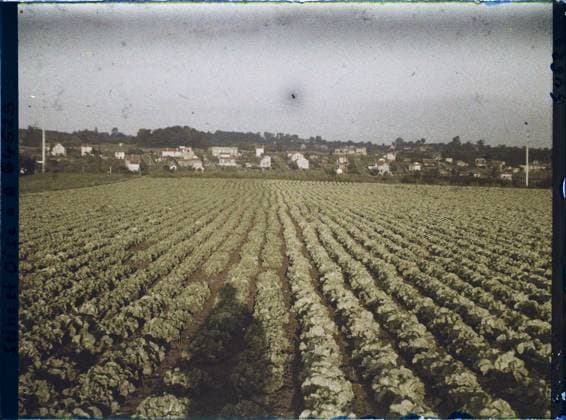RECORD DATE NOT STATED Sarcelles-Saint-Brice, France , 1930 - Ile -de -France - StÃ phane Passet - (September -October) (French - ï»¿Sarcelles-Saint-Brice , France). Landscape, agriculture , breeding, photographer shadow, field, vegetable, agglomeration panorama, vegetation , botanical, vegetable patch, Nature , Environment, Economic Activity, Habitat , Architecture, Ile de France, Sarcelles St Brieuc, salad fields in the sunset Copyright: xpiemagsx AKahnlpie020223-22474 !ACHTUNG AUFNAHMEDATUM GESCHÄTZT!