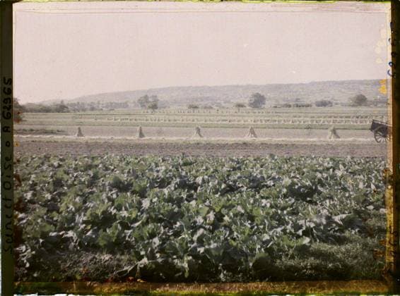 RECORD DATE NOT STATED Poissy, France , 1930 - Ile -de -France - StÃ phane Passet - (June 28 -July 8) (French - ï»¿Poissy , France). Landscape, agriculture , breeding, hay, field, vegetation , botany, vegetable patch, Nature , environment, economic activity, Ile de France, Poissy, cabbage and harvesting rye Copyright: xpiemagsx AKahnlpie020223-22273 !ACHTUNG AUFNAHMEDATUM GESCHÄTZT!