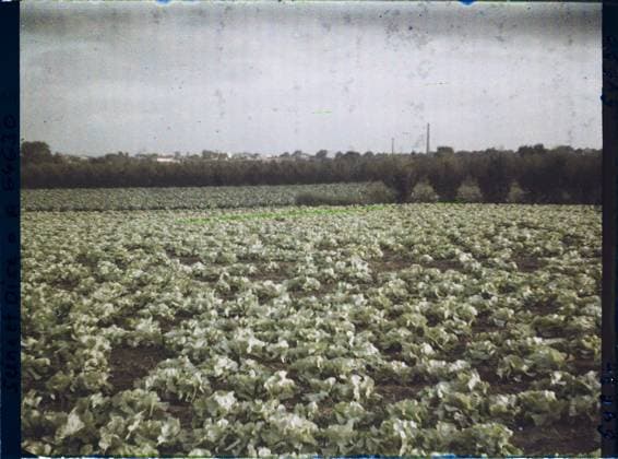 RECORD DATE NOT STATED Sarcelles-Saint-Brice, France , 1930 - Ile -de -France - StÃ phane Passet - (September -October) (French - ï»¿Sarcelles-Saint-Brice , France). Agriculture , breeding, field, vegetable, vegetation , botany, vegetable patch, Economic activity, nature , environment, Ile de France, Sarcelles St Brieuc, salad fields in the sunset Copyright: xpiemagsx AKahnlpie020223-22472 !ACHTUNG AUFNAHMEDATUM GESCHÄTZT!