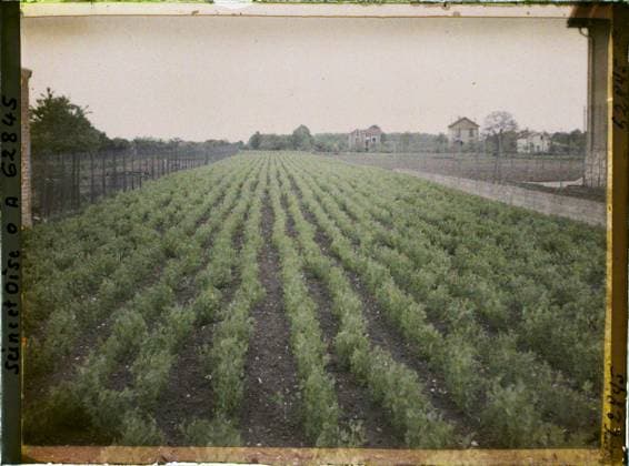 RECORD DATE NOT STATED Marly-le-Roi, France , 1930 - Ile -de -France - StÃ phane Passet - (June 28 -July 8) (French - ï»¿Marly-le-Roi , France). Agriculture , Breeding, fence, field, vegetation , botany, vegetable patch, Economic activity, nature , environment, Seine et Oise, Marly-Le Roy, culture of pea Copyright: xpiemagsx AKahnlpie020223-21354 !ACHTUNG AUFNAHMEDATUM GESCHÄTZT!