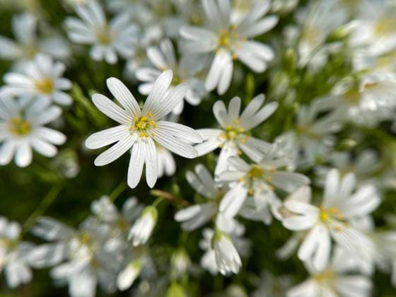 Acker-Hornkraut, Cerastium arvense ist eine mehrjaehrig wachsende Pflanze aus der Familie der Nelkengewaechse und glit als Unkraut. Field mouse-ear, Cerastium arvense is a perennial plant of the carnation family and glided as a weed. *** Field mouse-ear, Cerastium arvense is a perennial plant of the carnation family and glided as a weed