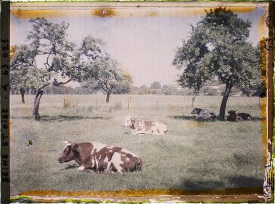 RECORD DATE NOT STATED Magny-en-Vexin, France , 1930 - Ile -de -France - StÃ phane Passet - (May 1, July 8) (French - ï»¿Magny-en-Vexin , France). Landscape, real animal, agriculture , breeding, cow, Nature , environment, animal, economic activity, Ile de France, Magny-en-Vexin, pastures Copyright: xpiemagsx AKahnlpie020223-22297 !ACHTUNG AUFNAHMEDATUM GESCHÄTZT!