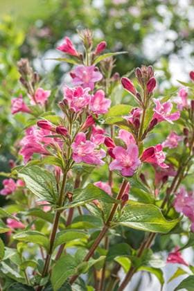 RECORD DATE NOT STATED Weigelie (Weigela Abel Carriere ) McPHRM *** Weigelie Weigela Abel Carriere McPHRM McPHRM