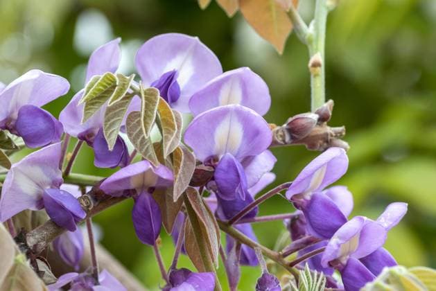 RECORD DATE NOT STATED Japanischer Blauregen (Wisteria brachybotrys Okayama ) McPHRM *** Japanese blue vine Wisteria brachybotrys Okayama McPHRM McPHRM