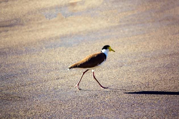 Creative Highlights World Australian Masked Lapwing (Vanellus miles) An Australian Masked Lapwing (Vanellus miles) searching for food in Sydney, New South Wales, Australia. Sydney New South Wales (NSW) Australia Copyright: xTaraxMalhotrax