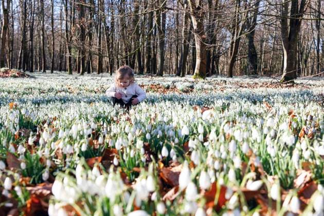. 07 02 2023. Newbury, United Kingdom. Two- year old Marina Puxley explores the Snowdrops which have burst into bloom at Welford Park near Newbury, United Kingdom. The Park has opened its doors to the public to raise money for 5 local charities while walking the snowdrop trail until March 5th.  xi-Imagesx IIM-24129-0019