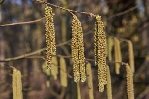 Natur Haselblueten Maennliche Blueten der Gemeinen Hasel bluehen im Februar. Die Gemeine Hasel (Corylus avellana), auch Haselstrauch oder Haselnussstrauch genannt, ist eine Pflanzenart aus der Familie der Birkengewaechse (Betulaceae). 8.2.2023, *** Nature hazel flowers Male flowers of the common hazel blossom in February The common hazel Corylus avellana , also called hazel bush or hazelnut bush, is a species of plant in the birch family Betulaceae 8 2 2023,