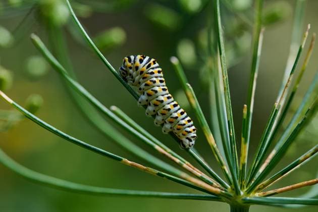 Creative Highlights World Natur Garten Schwalbenschwanz Schmetterling Raupe des Schwalbenschwanz Schmetterling (Papilio machaon) auf einer Dill-Pflanze. Der Schwalbenschwanz ist einer der groessten und auffaelligsten Tagfalter und gehoert zu der Gruppe der Ritterfalter (Papilionidae). Der Schwalbenschwanz steht auf der Roten Liste gefaehrdeter Arten und ist eine besonders geschuetzte Art gem. Âß 7 Abs. 2 Nr. 13 BNatSchG. 29.7.2022, Brandenburg *** Nature garden swallowtail butterfly caterpillar of the swallowtail butterfly Papilio machaon on a dill plant The swallowtail is one of the largest and most conspicuous butterflies and belongs to the group of butterflies Papilionidae The swallowtail is on the Red List of endangered species and is a specially protected