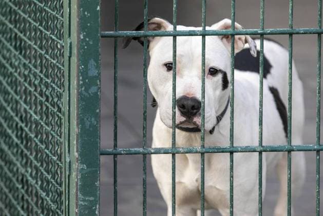 Schwer vermittelbare Tiere im Bottroper Tierheim *** NUR FÜR REDAKTIONELLE ZWECKE *** EDITORIAL USE ONLY ***<p>Zu den schwer vermittelbaren Tieren im Tierheim in Bottrop zählt auch Helga, fotografiert am Freitag, 10. Februar 2023. Deutschland NRW Bottrop Copyright: ThomasxGödde *** Hard-to-place animals at the Bottrop animal shelter FOR EDITORIAL PURPOSES ONLY EDITORIAL USE ONLY p Among the hard-to-place animals at the Bottrop animal shelter is Helga, photographed on Friday, February 10, 2023 Germany NRW Bottrop Copyright ThomasxGödde Copyright: ThomasxGödde doc7ovecgxwmps1d4hj4wu ,EDITORIAL USE ONLY