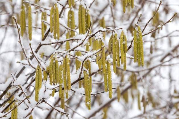 Haselnusskätzchen mit Schnee *** Hazel catkins with Snow 1065530544